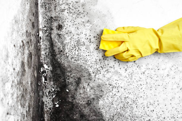 Best Residential Mold Removal  in Manton, MI