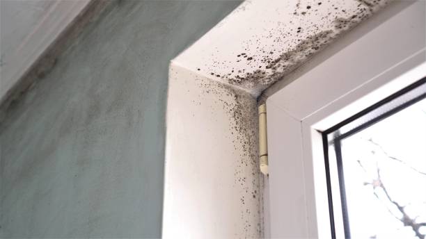 Best Best Mold Removal Companies  in Manton, MI