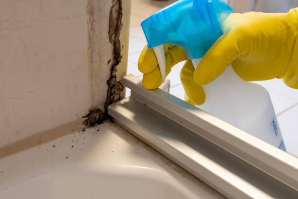 Best Residential Mold Removal  in Manton, MI