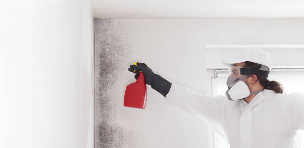 Best Office Mold Removal Services  in Manton, MI