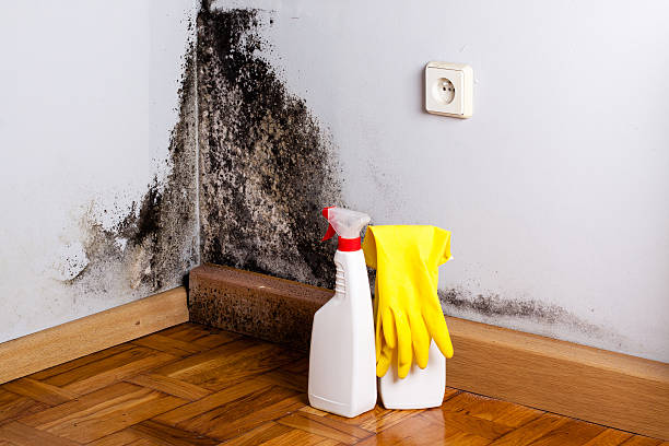 Trusted Manton, MI Mold Removal Experts
