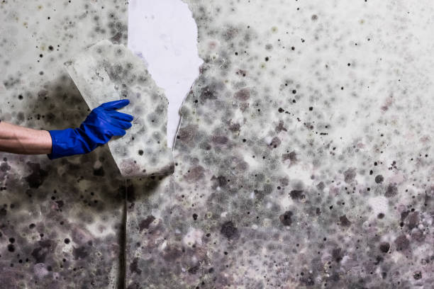 Best Toxic Mold Removal  in Manton, MI