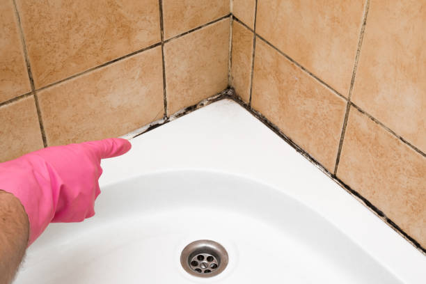 Best Mold Removal Near Me  in Manton, MI