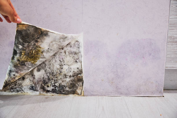 Best Mold Removal Company Near Me  in Manton, MI